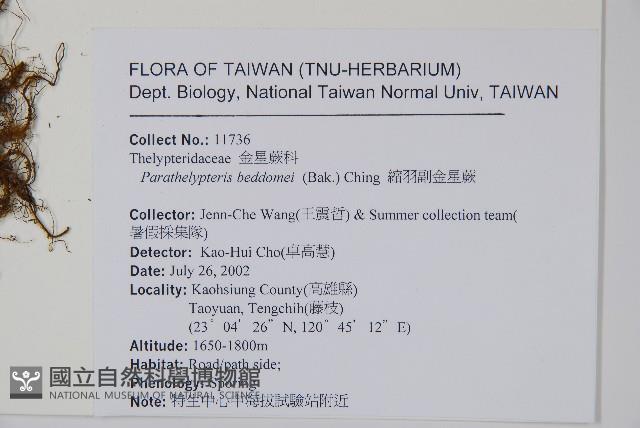 縮羽副金星蕨藏品圖，第2張