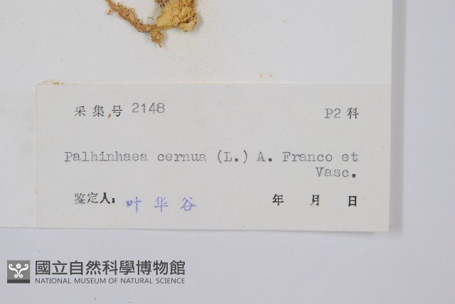 燈龍草藏品圖，第2張