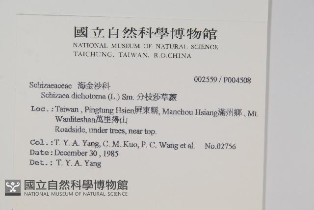 分枝莎草蕨藏品圖，第2張