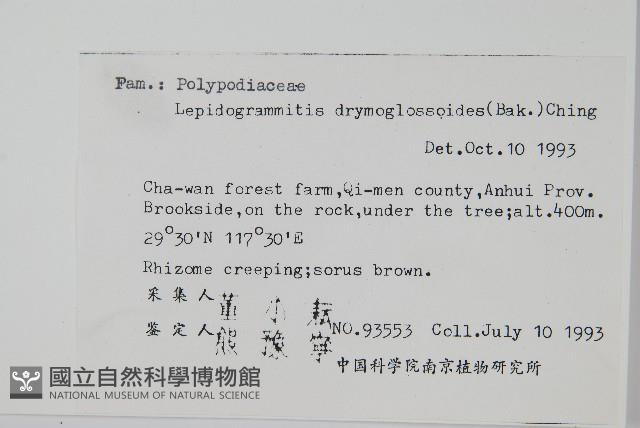 抱石蓮藏品圖，第2張