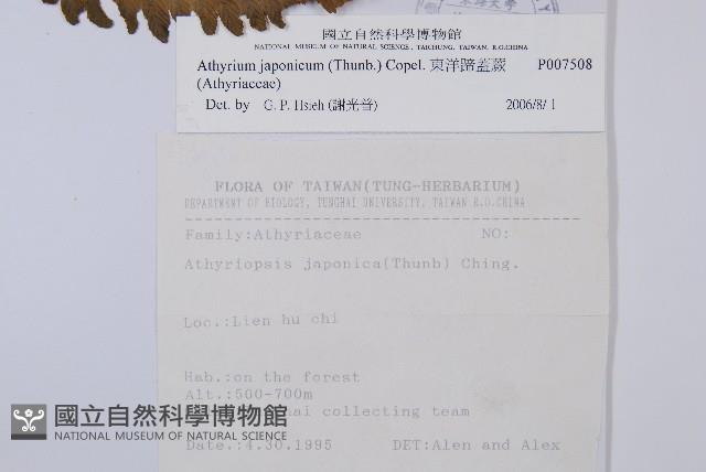 東洋蹄蓋蕨藏品圖，第2張