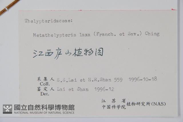 柔葉凸軸蕨藏品圖，第2張