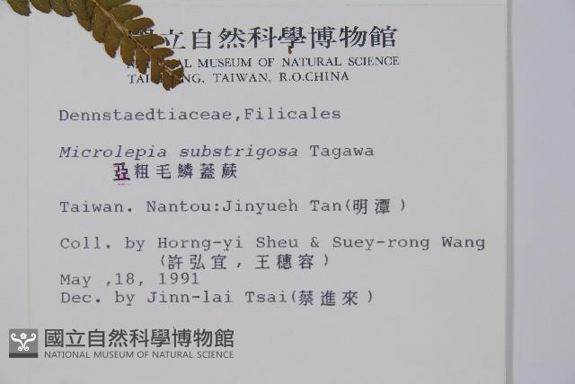 亞粗毛鱗蓋蕨藏品圖，第2張