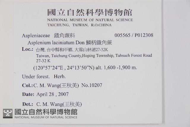 鱗柄鐵角蕨藏品圖，第2張