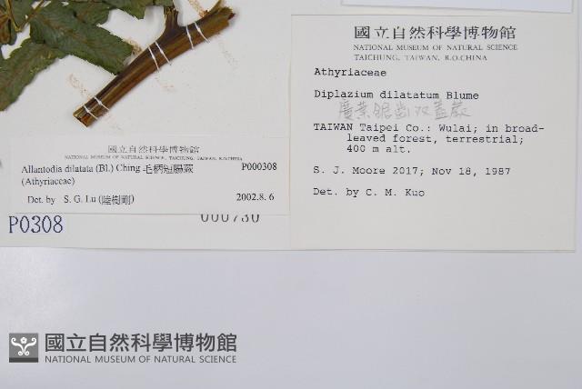 毛柄短腸蕨藏品圖，第2張