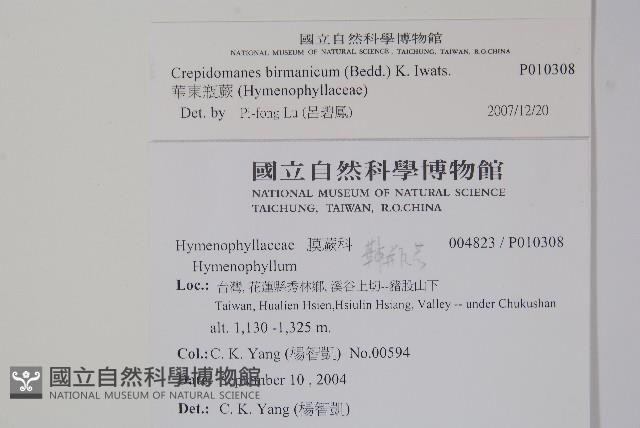 華東瓶蕨藏品圖，第2張