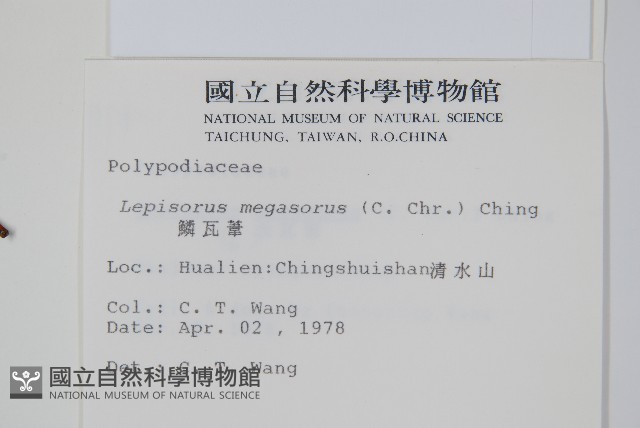 鱗瓦葦、長柄瓦葦藏品圖，第2張