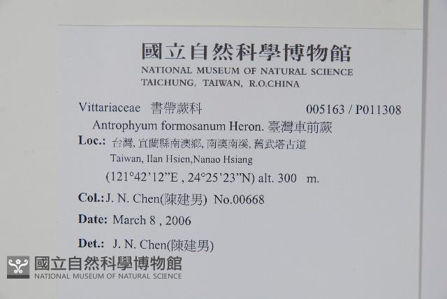 臺灣車前蕨藏品圖，第2張