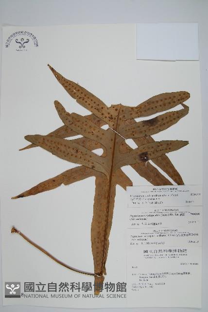 海岸星蕨藏品圖，第1張