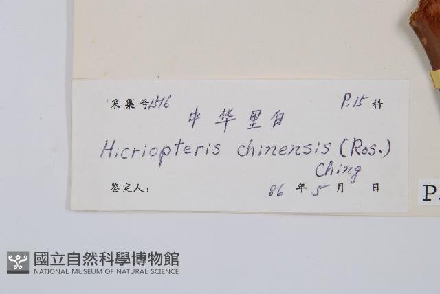 中華裏白藏品圖，第2張