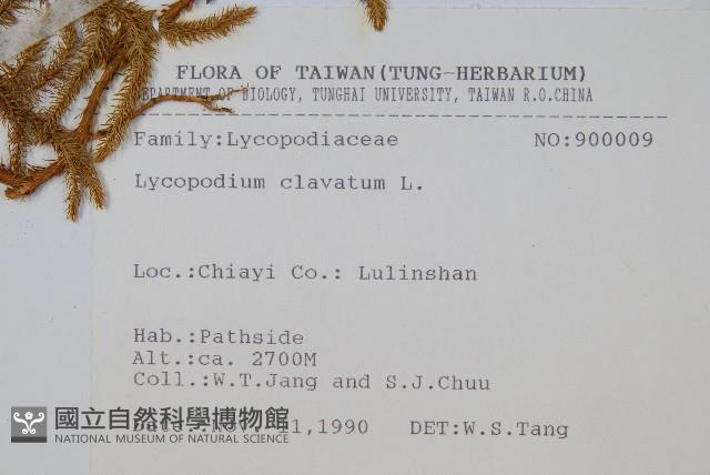 石松藏品圖，第2張