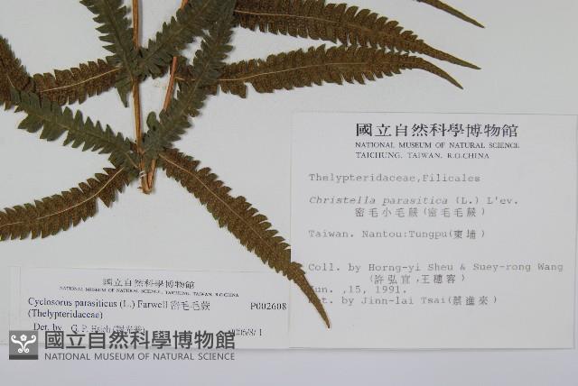 密毛毛蕨藏品圖，第2張