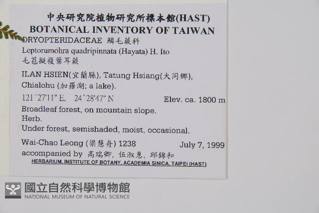 毛苞擬複葉耳蕨藏品圖，第2張