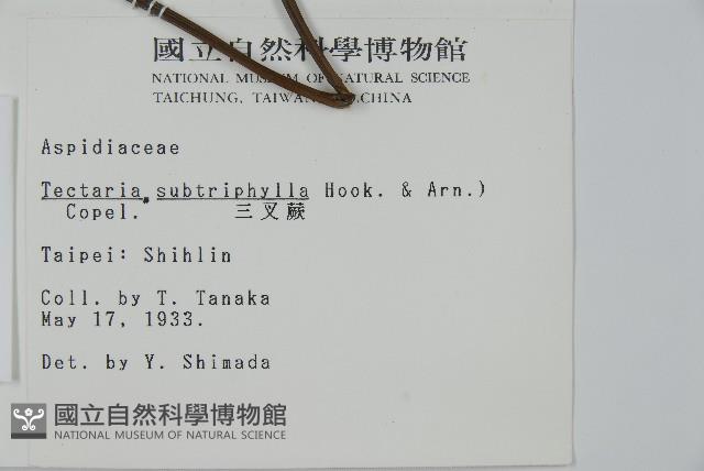 三叉蕨藏品圖，第2張