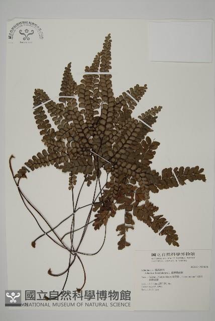 扇葉鐵線蕨藏品圖，第1張