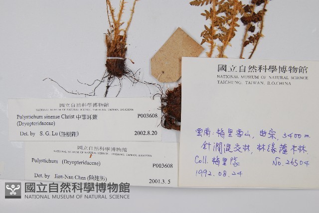 福山氏耳蕨藏品圖，第2張