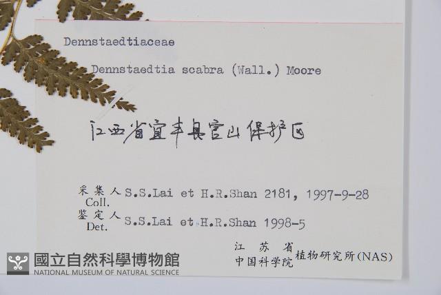 碗蕨藏品圖，第2張