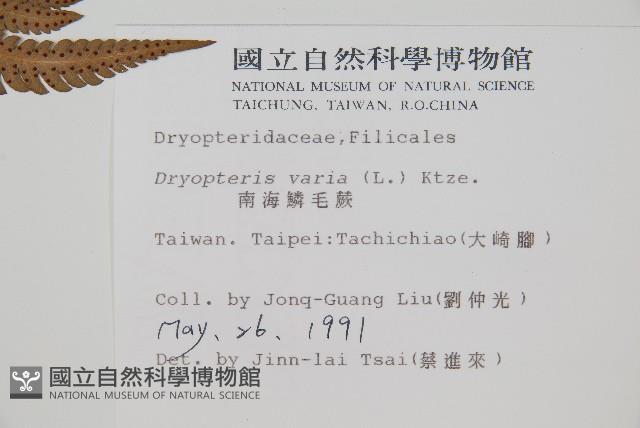 南海鱗毛蕨藏品圖，第2張