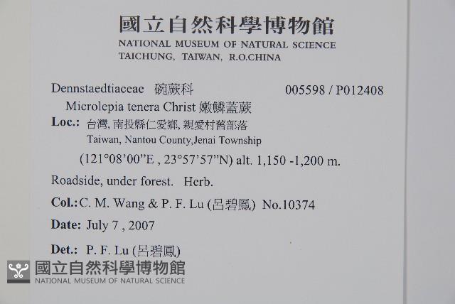 嫩鱗蓋蕨藏品圖，第2張