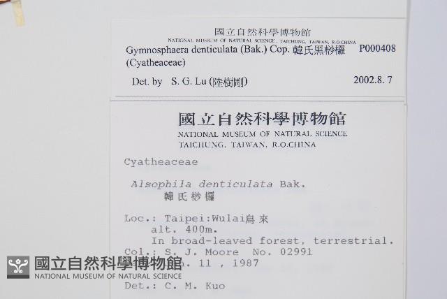 韓氏黑桫欏藏品圖，第2張