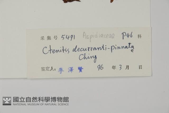 海南肋毛蕨藏品圖，第2張