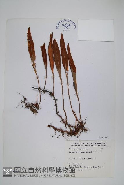 石葦藏品圖，第1張