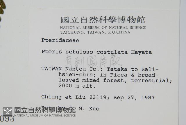 有刺鳳尾蕨藏品圖，第2張