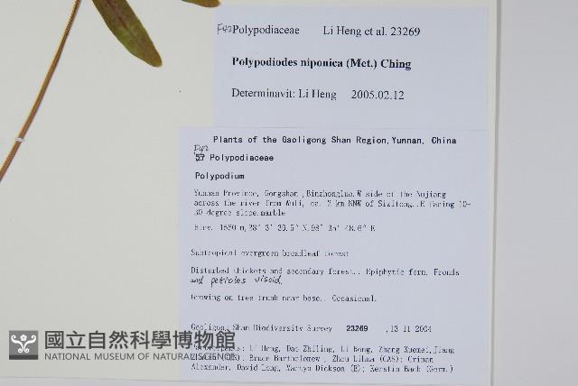 日本水龍骨藏品圖，第2張