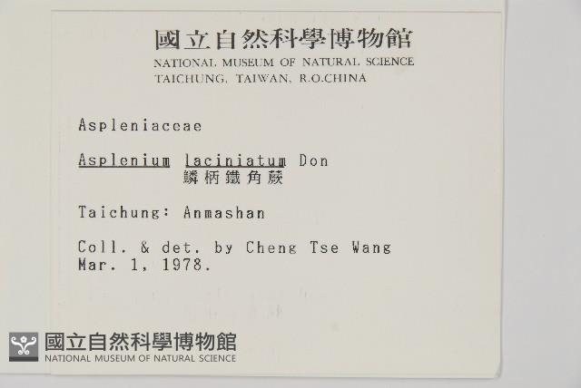 鱗柄鐵角蕨藏品圖，第2張