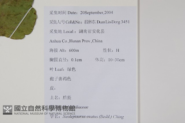 盾蕨藏品圖，第2張