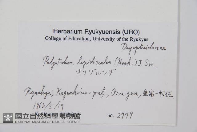 鞭葉耳蕨藏品圖，第2張