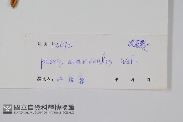 紫軸鳳尾蕨藏品圖，第2張