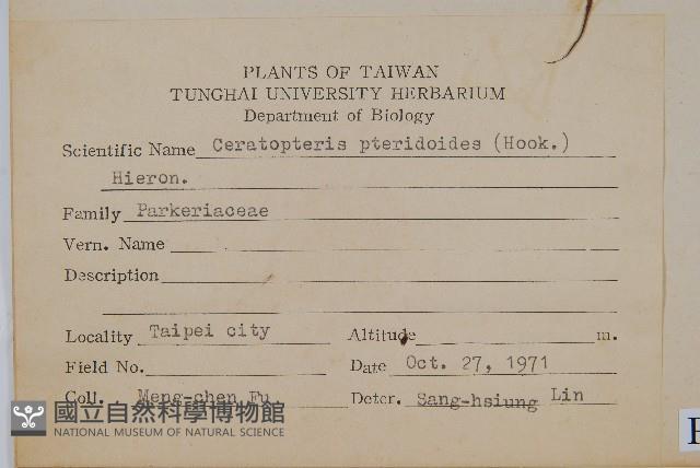 美洲水蕨藏品圖，第2張