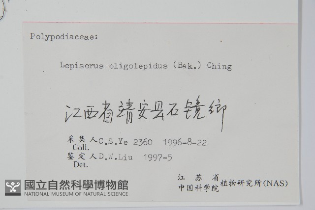 多鱗瓦葦藏品圖，第1張