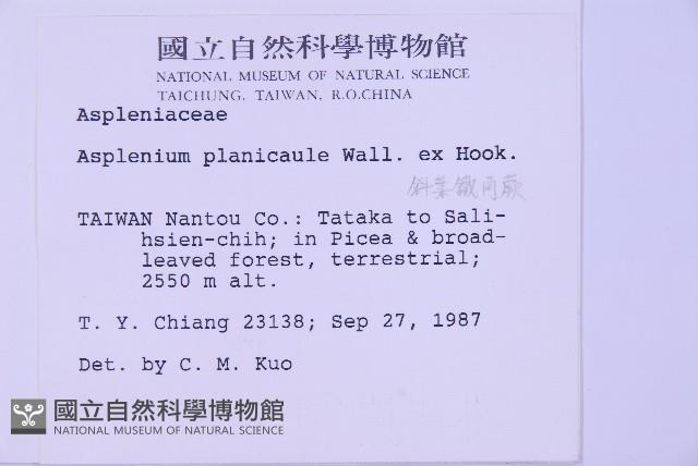 斜葉鐵角蕨藏品圖，第2張