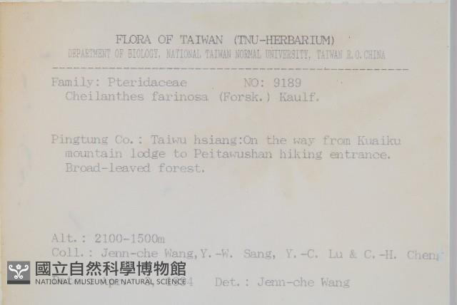 深山粉背蕨藏品圖，第2張