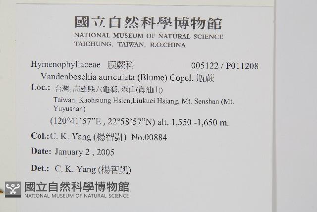 瓶蕨藏品圖，第2張