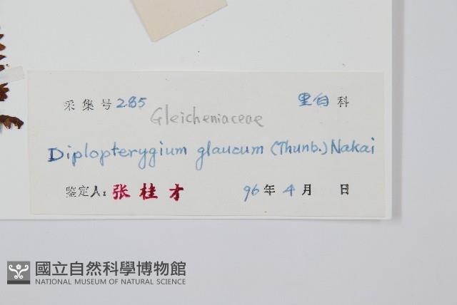 裡白藏品圖，第2張