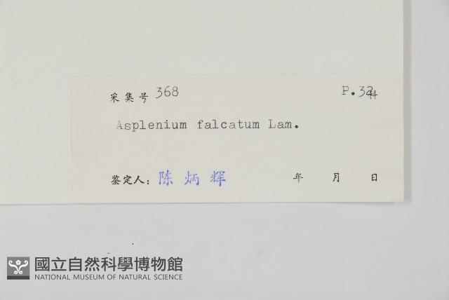 鐮葉鐵角蕨藏品圖，第2張