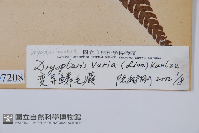 南海鱗毛蕨藏品圖，第2張