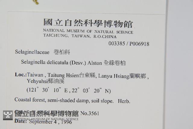 全緣卷柏藏品圖，第2張