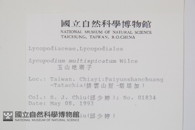 地刷子、多穗石松藏品圖，第2張