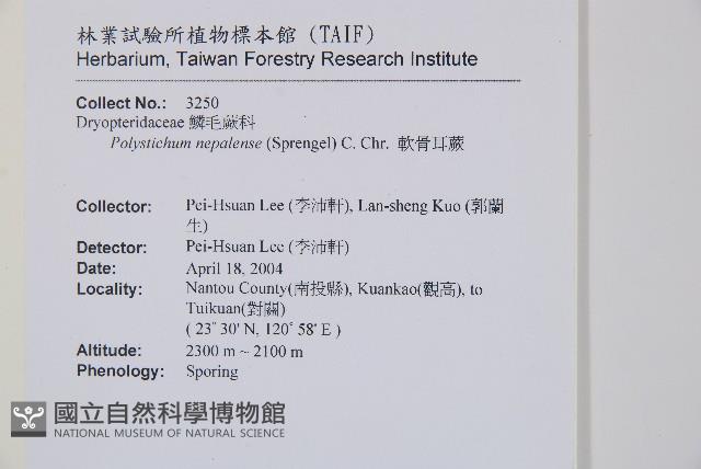 軟骨耳蕨藏品圖，第2張