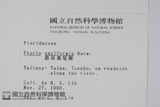 箭葉鳳尾蕨藏品圖，第2張