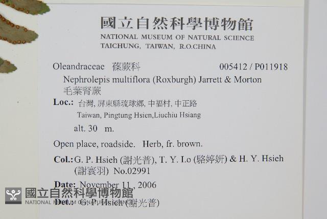 毛葉腎蕨藏品圖，第2張