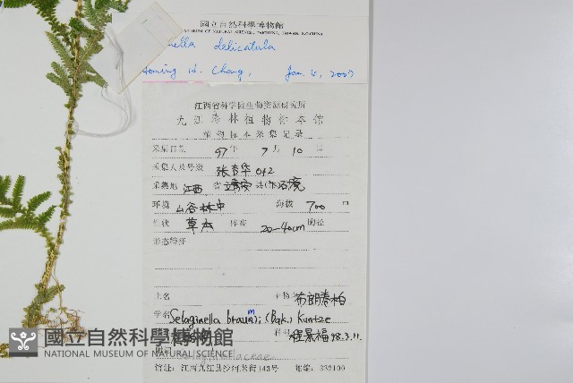 全緣卷柏藏品圖，第2張