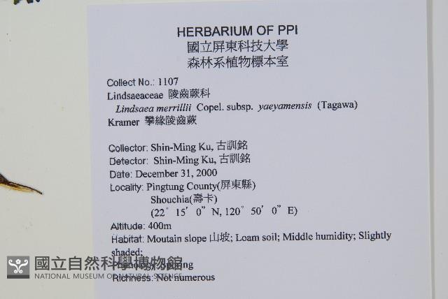 攀緣鱗始蕨藏品圖，第2張