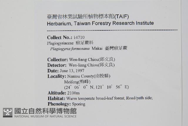 台灣瘤足蕨藏品圖，第2張