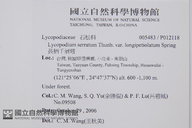 長柄千層塔藏品圖，第2張