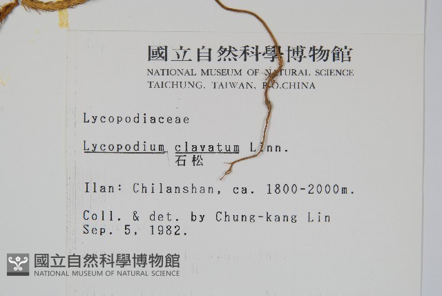 石松藏品圖，第2張